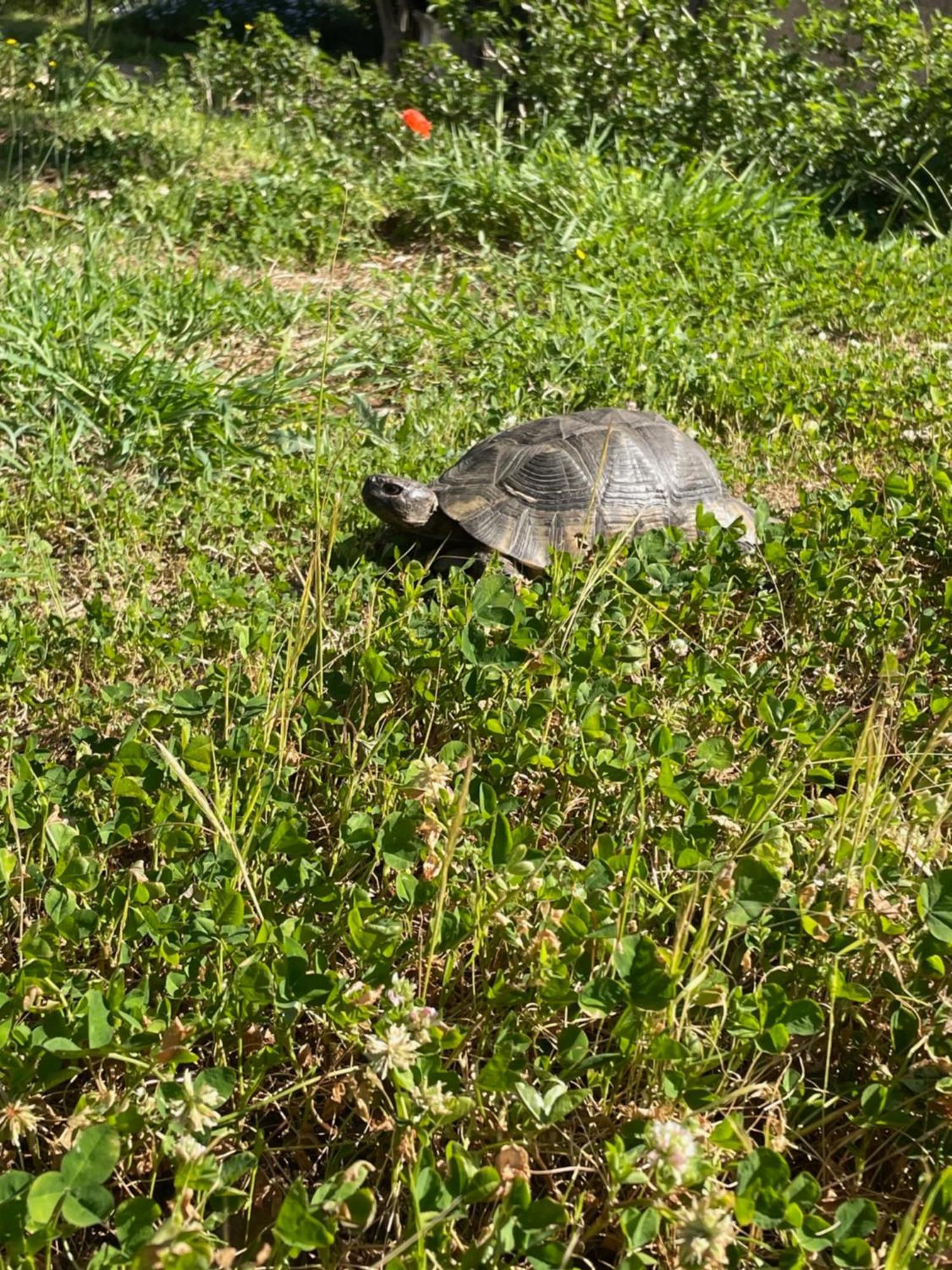 Stazzu Lu Chissoni Villa Luogosanto Buitenkant foto